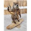 Image 3 : Woodchuck Chucking Wood Full Body Taxidermy Mount