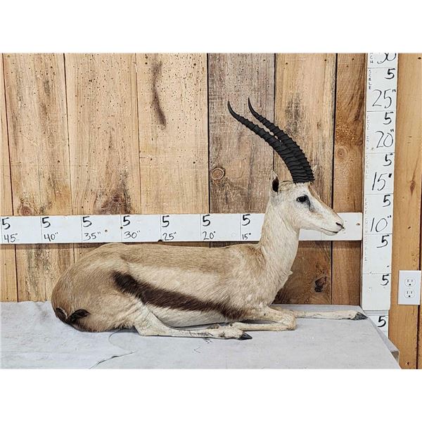 Thompsons Gazelle Full Body Taxidermy Mount