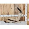 Image 1 : Thompsons Gazelle Full Body Taxidermy Mount