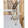 Image 2 : Thompsons Gazelle Full Body Taxidermy Mount