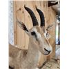 Image 3 : Thompsons Gazelle Full Body Taxidermy Mount