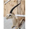 Image 4 : Thompsons Gazelle Full Body Taxidermy Mount
