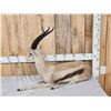 Image 5 : Thompsons Gazelle Full Body Taxidermy Mount