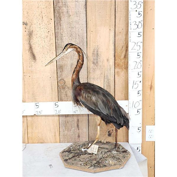 African Purple Heron Full Body Bird Taxidermy