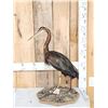 Image 1 : African Purple Heron Full Body Bird Taxidermy