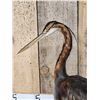 Image 2 : African Purple Heron Full Body Bird Taxidermy