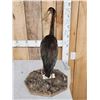 Image 4 : African Purple Heron Full Body Bird Taxidermy