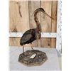Image 5 : African Purple Heron Full Body Bird Taxidermy