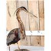 Image 6 : African Purple Heron Full Body Bird Taxidermy