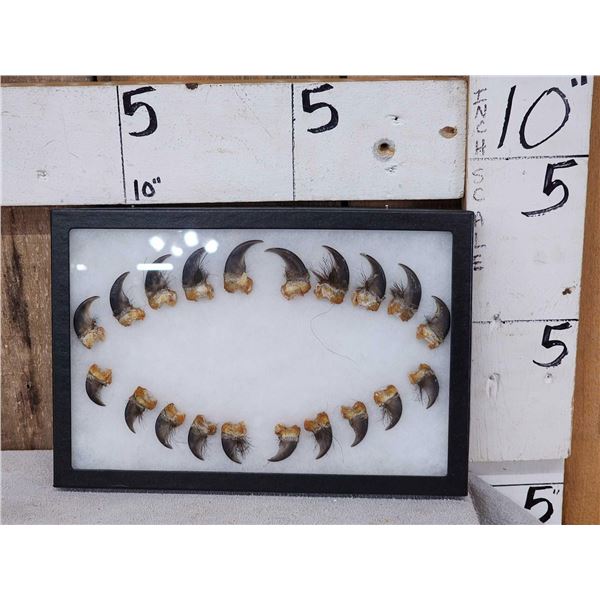 Set Of 20 Black Bear Claws Taxidermy