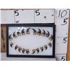 Image 1 : Set Of 20 Black Bear Claws Taxidermy
