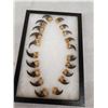 Image 3 : Set Of 20 Black Bear Claws Taxidermy