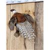 Image 3 : Reeves Silver Pheasants Taking Flight Bird Taxidermy