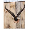 Image 2 : Spanish Or Gredos Ibex Horns On Plaque Taxidermy