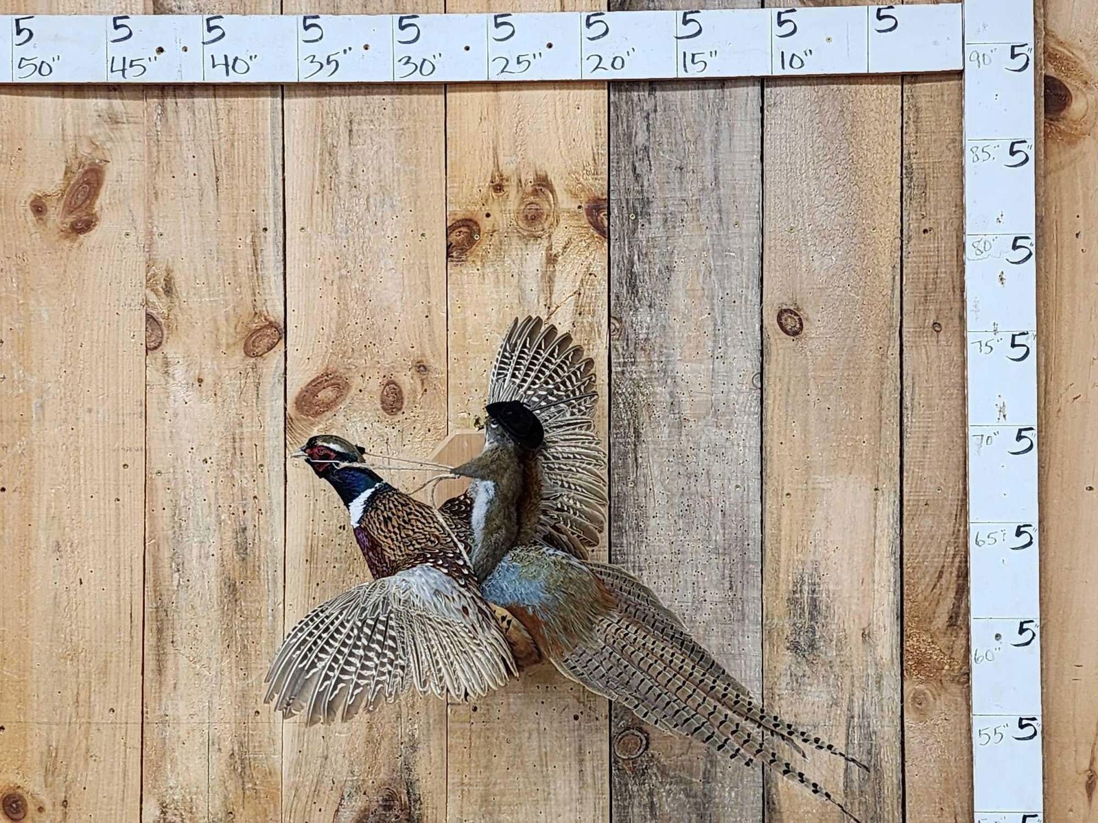 Rodeo Squirrel Riding A Pheasant In Flight Taxidermy