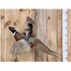 Image 2 : Rodeo Squirrel Riding A Pheasant In Flight Taxidermy