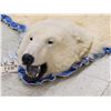 Image 2 : Beautiful Polar Bear Rug Taxidermy