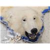 Image 3 : Beautiful Polar Bear Rug Taxidermy