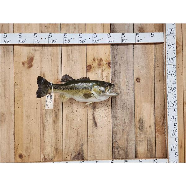Big 25 1/2" Largemouth Bass Real Skin Fish Taxidermy