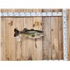 Image 1 : Big 25 1/2" Largemouth Bass Real Skin Fish Taxidermy