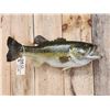 Image 2 : Big 25 1/2" Largemouth Bass Real Skin Fish Taxidermy