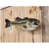 Image 3 : Big 25 1/2" Largemouth Bass Real Skin Fish Taxidermy