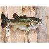 Image 4 : Big 25 1/2" Largemouth Bass Real Skin Fish Taxidermy