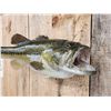 Image 5 : Big 25 1/2" Largemouth Bass Real Skin Fish Taxidermy