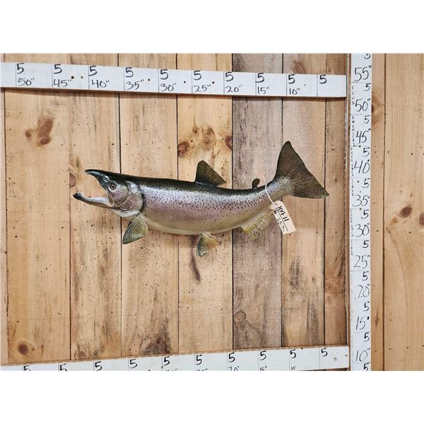 33" King Salmon Real Skin Fish Taxidermy