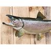 Image 2 : 33" King Salmon Real Skin Fish Taxidermy