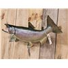 Image 3 : 33" King Salmon Real Skin Fish Taxidermy