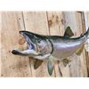 Image 4 : 33" King Salmon Real Skin Fish Taxidermy