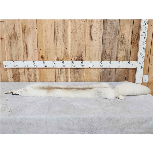 Champagne Ranch Fox Soft Tanned Fur Taxidermy