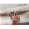 Image 3 : Champagne Ranch Fox Soft Tanned Fur Taxidermy
