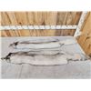 Image 2 : 2 Soft Tanned Blue Ranch Fox Furs Taxidermy