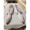 Image 5 : 2 Soft Tanned Blue Ranch Fox Furs Taxidermy