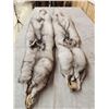Image 7 : 2 Soft Tanned Blue Ranch Fox Furs Taxidermy