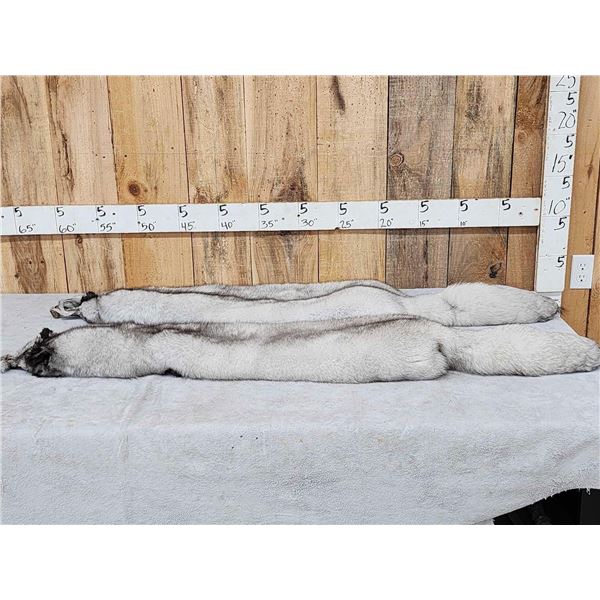 2 Blue Ranch Fox Soft Tanned Furs Taxidermy