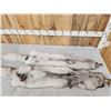 Image 6 : 2 Blue Ranch Fox Soft Tanned Furs Taxidermy