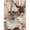 Image 10 : Dual Fallow Deer Pedestal Taxidermy Mount