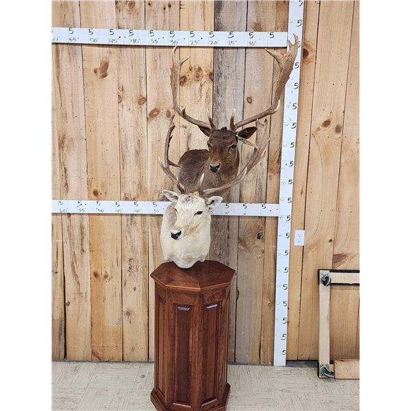 Dual Fallow Deer Pedestal Taxidermy Mount