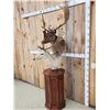 Image 3 : Dual Fallow Deer Pedestal Taxidermy Mount