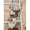 Image 4 : Dual Fallow Deer Pedestal Taxidermy Mount