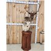 Image 5 : Dual Fallow Deer Pedestal Taxidermy Mount