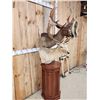 Image 6 : Dual Fallow Deer Pedestal Taxidermy Mount