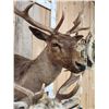 Image 7 : Dual Fallow Deer Pedestal Taxidermy Mount