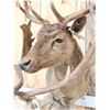 Image 8 : Dual Fallow Deer Pedestal Taxidermy Mount