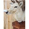 Image 9 : Dual Fallow Deer Pedestal Taxidermy Mount
