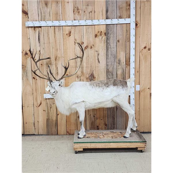 Caribou Full Body Taxidermy Mount