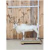 Image 1 : Caribou Full Body Taxidermy Mount